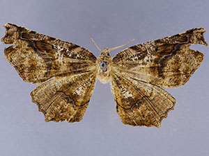 Caripeta canidiaria