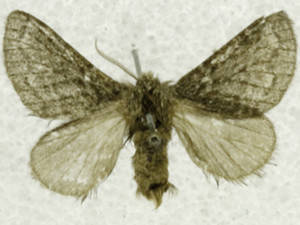 Hypopacha grisea