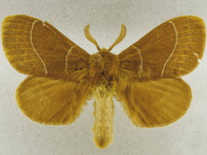 Dicogaster coronada