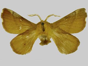 Malacosoma disstria