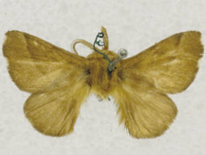 Malacosoma disstria