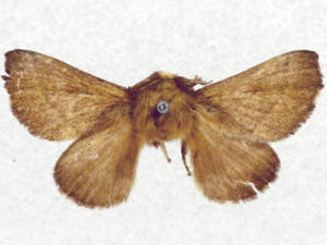 Malacosoma disstria