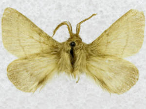 Malacosoma tigris