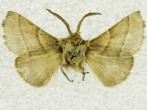 Malacosoma incurva