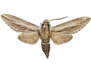 Sphinx dollii