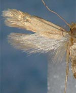 Apreta paradoxella