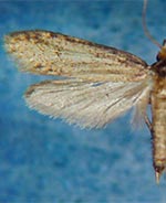 Amydria apachella