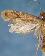 Amydria confusella