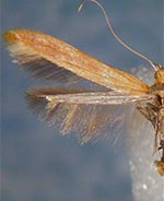 Caloptilia ferruginella