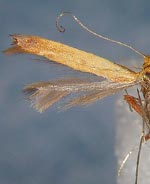 Caloptilia sanguinella