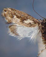 Ethmia plagiobothrae