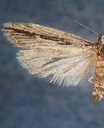 Ethmia timberlakei