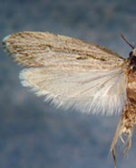 Ethmia timberlakei