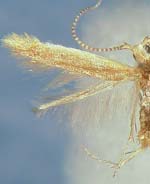 Coleophora juglandella