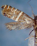 Glyphipterix yosemitella