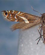 Glyphipterix sistes