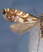 Glyphipterix californiae