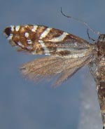 Glyphipterix sierranevadae