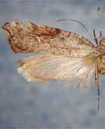 Ypsolopha senex