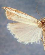 Fernandocrambus harpipterus