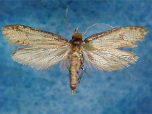 Amydria apachella