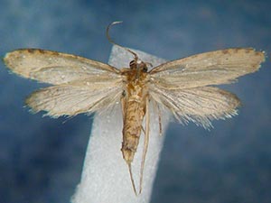 Amydria onagella