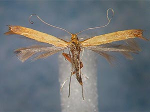 Caloptilia sanguinella