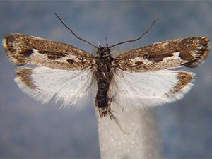 Ethmia albitogata