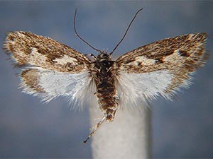 Ethmia plagiobothrae