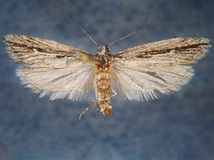 Ethmia timberlakei