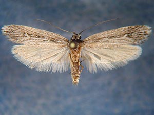 Ethmia timberlakei