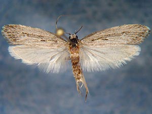 Ethmia timberlakei