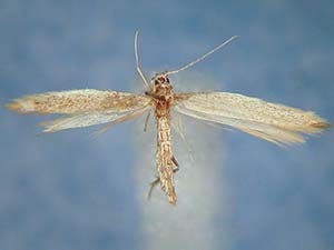 Coleophora klimeschiella