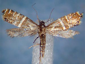 Glyphipterix yosemitella