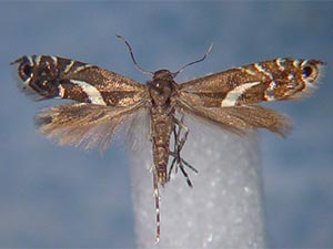 Glyphipterix sistes