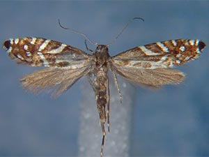 Glyphipterix sierranevadae