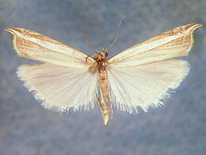 Fernandocrambus harpipterus