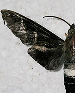 Aellopos fadus