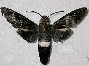 Aellopos fadus