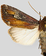 Melanchra picta