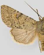 Orthosia terminata