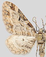 Eupithecia zelmira