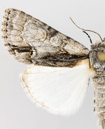 Acronicta mansueta