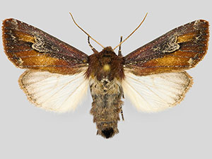 Melanchra picta