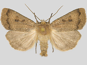 Xestia cinerascens