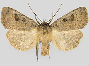 Xestia cinerascens