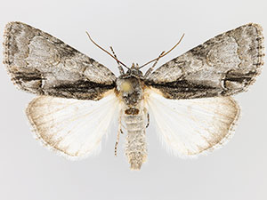 Acronicta mansueta