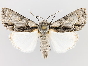 Acronicta mansueta