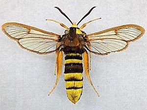 Sesia apiformis