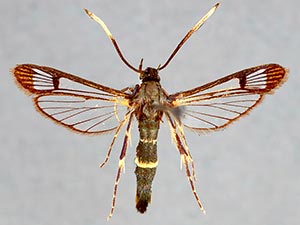 Synanthedon pyri